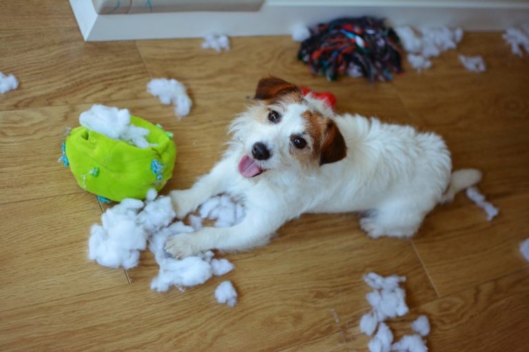 Experts Say This Calming Paint Color Can Help Soothe Anxious Dogs While You’re at Work